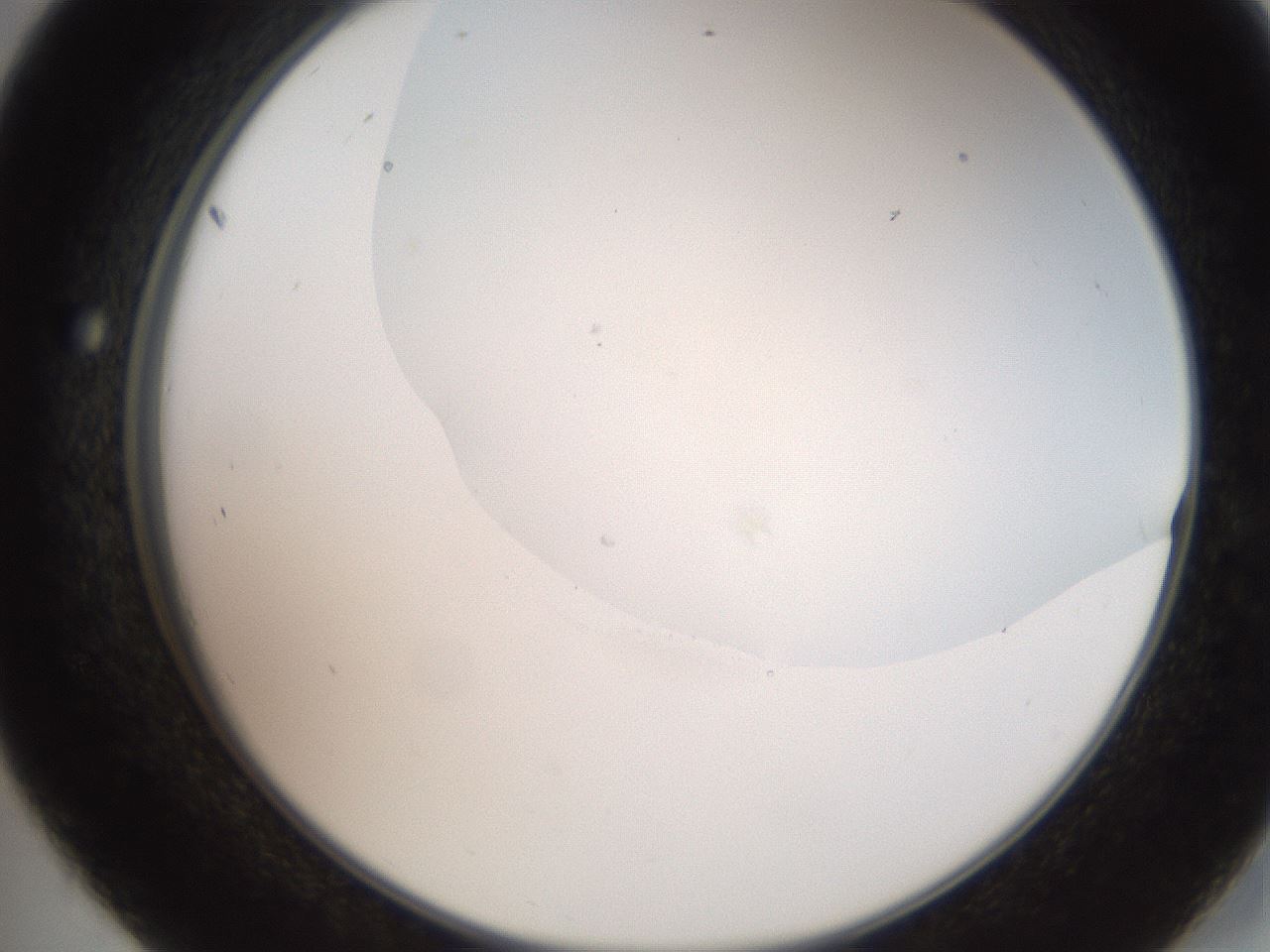 folderID565_plateID2565_batchID13019_wellNum45_profileID1_d2_r195893_ef.jpg
