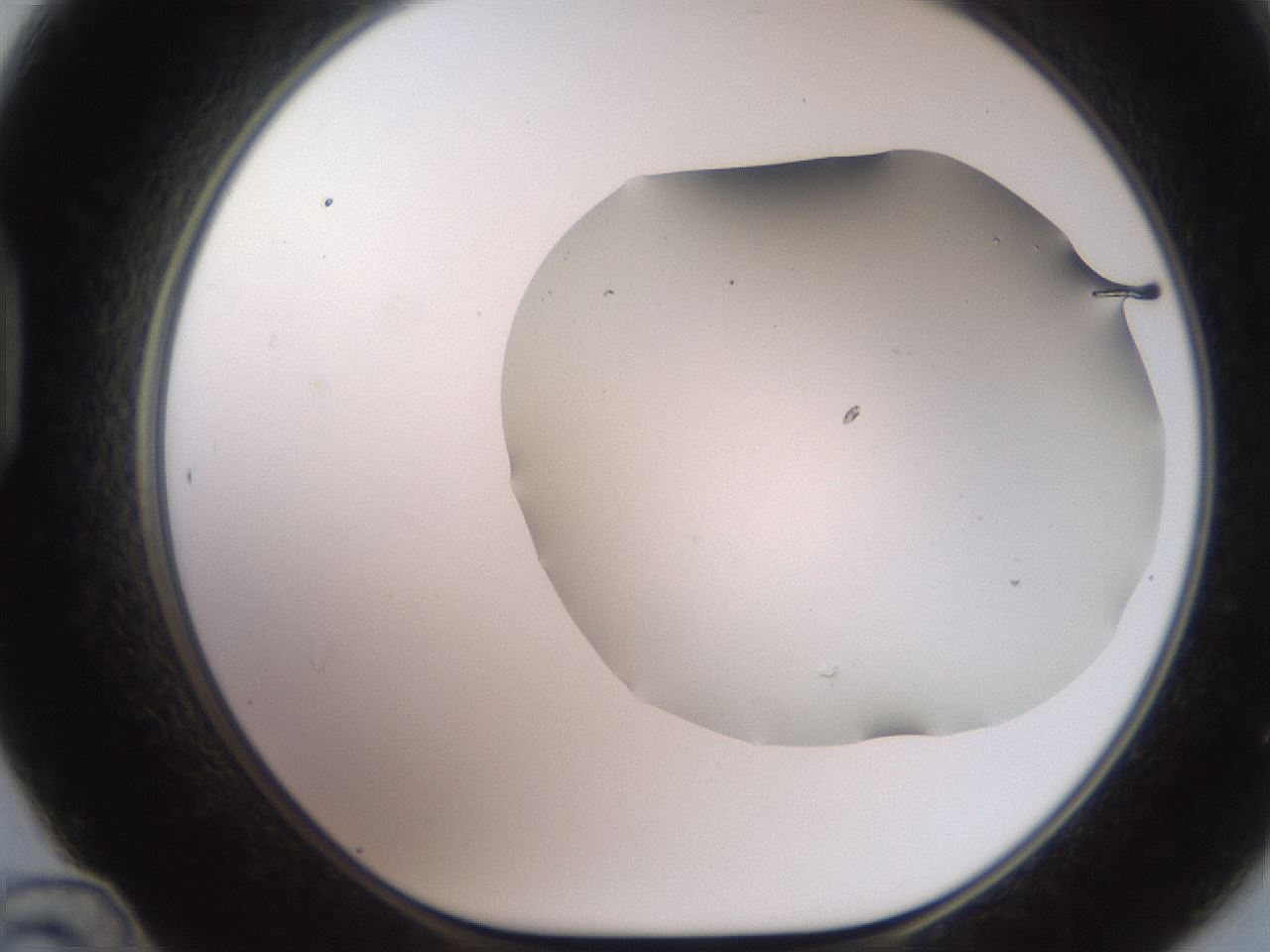 folderID565_plateID2565_batchID13019_wellNum48_profileID1_d1_r195032_ef.jpg