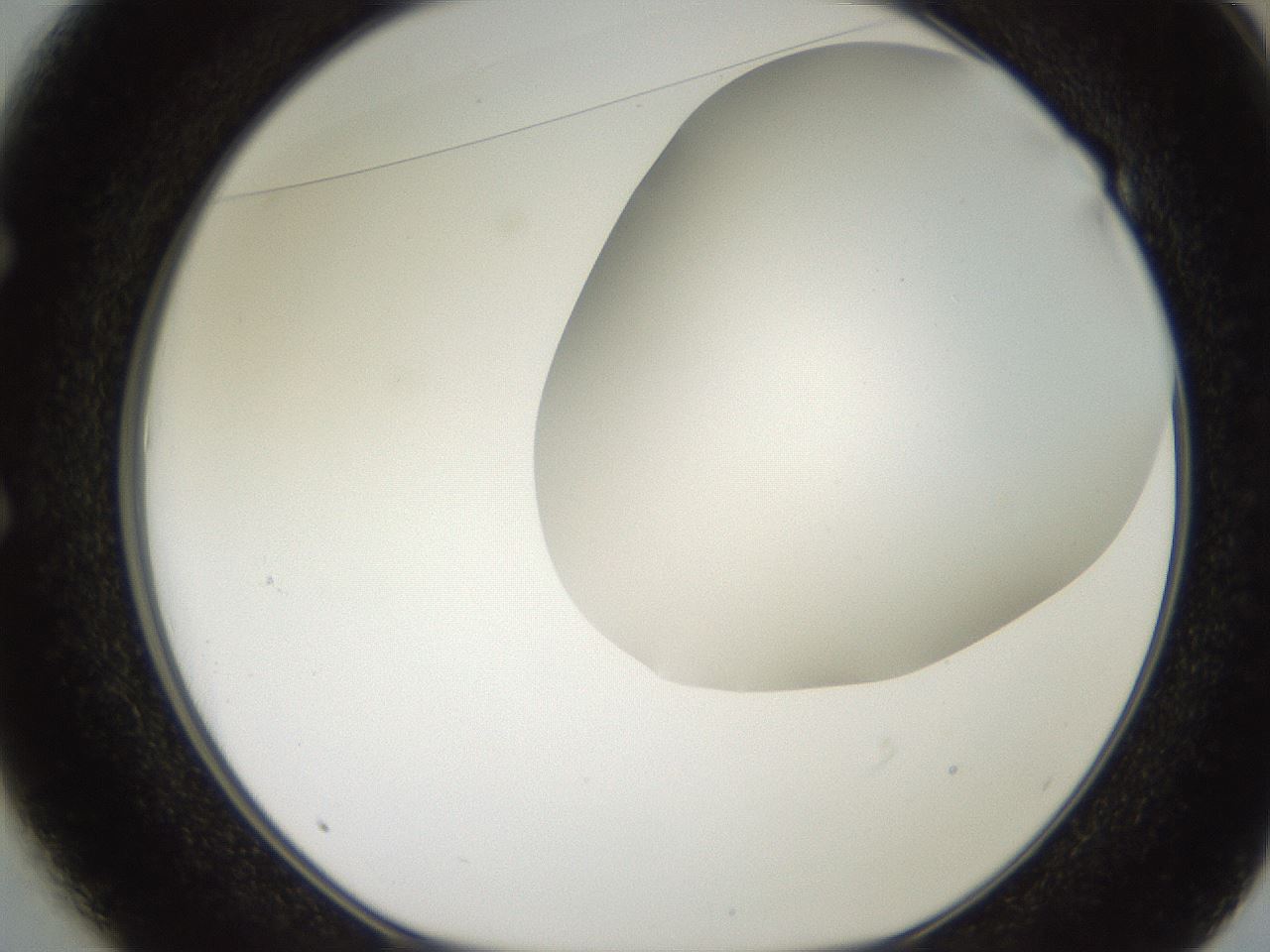 folderID565_plateID2565_batchID13019_wellNum49_profileID1_d1_r195033_ef.jpg