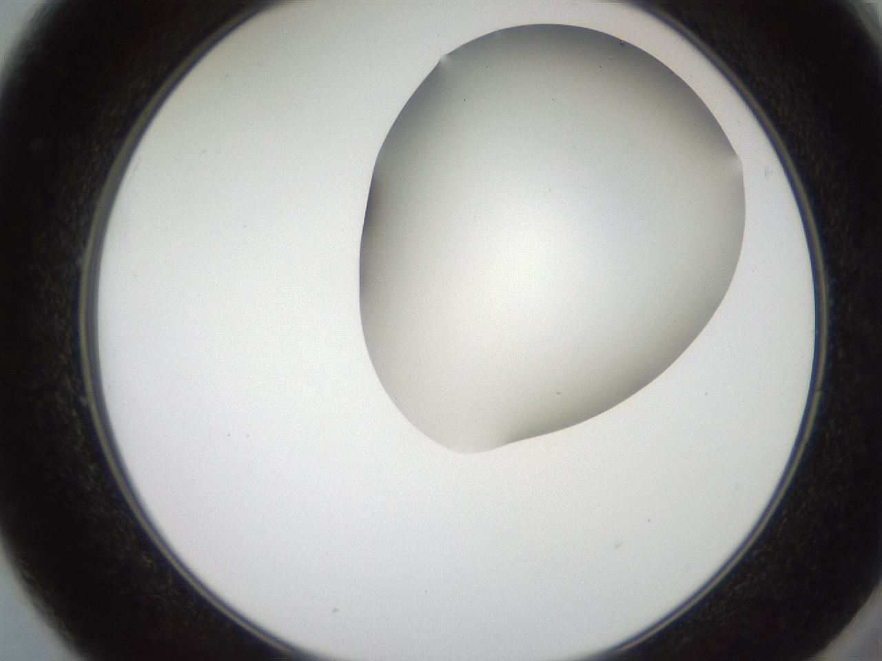 folderID565_plateID2565_batchID13019_wellNum49_profileID1_d2_r195897_ef.jpg