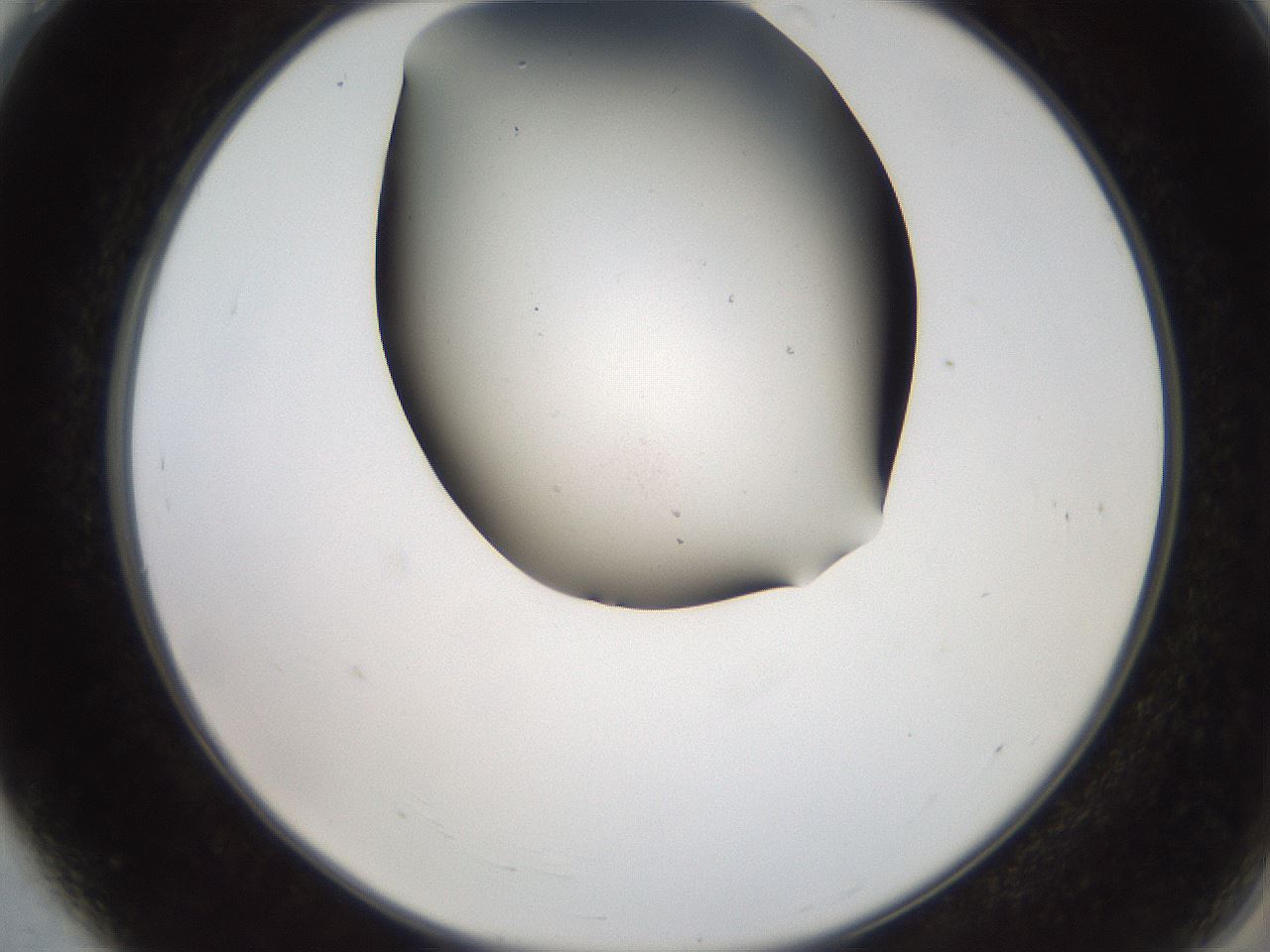 folderID565_plateID2565_batchID13019_wellNum4_profileID1_d2_r195852_ef.jpg