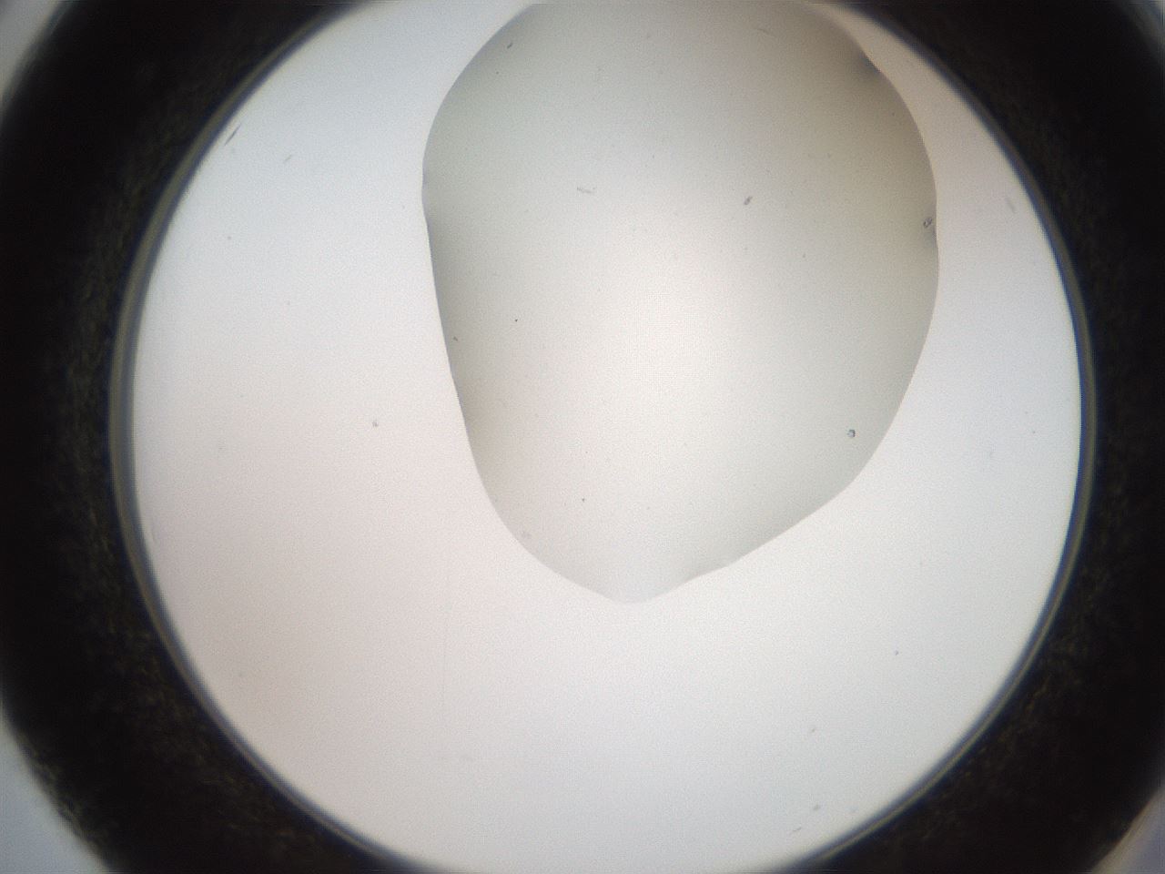 folderID565_plateID2565_batchID13019_wellNum50_profileID1_d2_r195898_ef.jpg