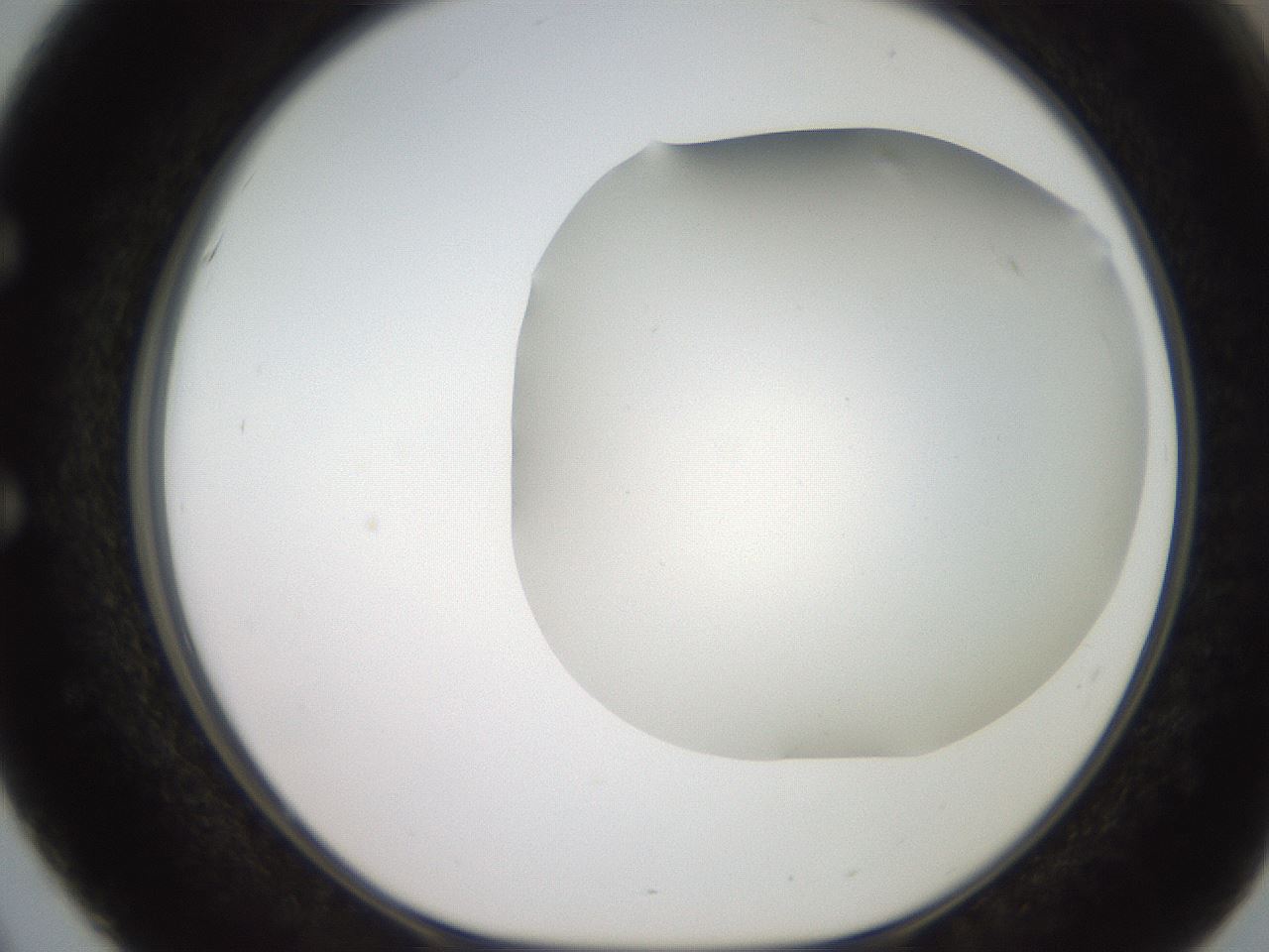 folderID565_plateID2565_batchID13019_wellNum51_profileID1_d1_r195035_ef.jpg