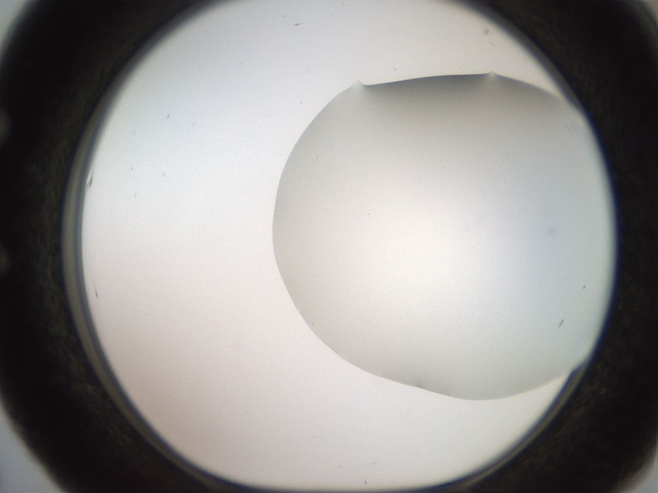 folderID565_plateID2565_batchID13019_wellNum53_profileID1_d1_r195037_ef.jpg