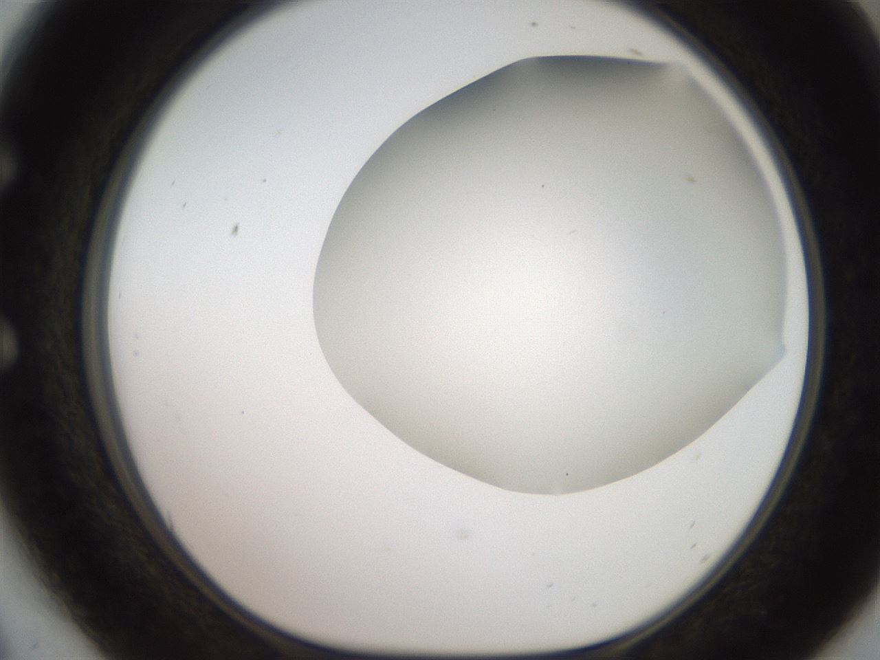 folderID565_plateID2565_batchID13019_wellNum54_profileID1_d1_r195038_ef.jpg
