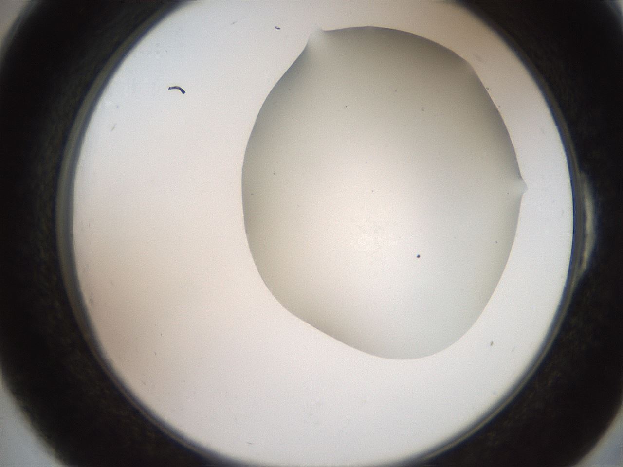 folderID565_plateID2565_batchID13019_wellNum54_profileID1_d2_r195902_ef.jpg