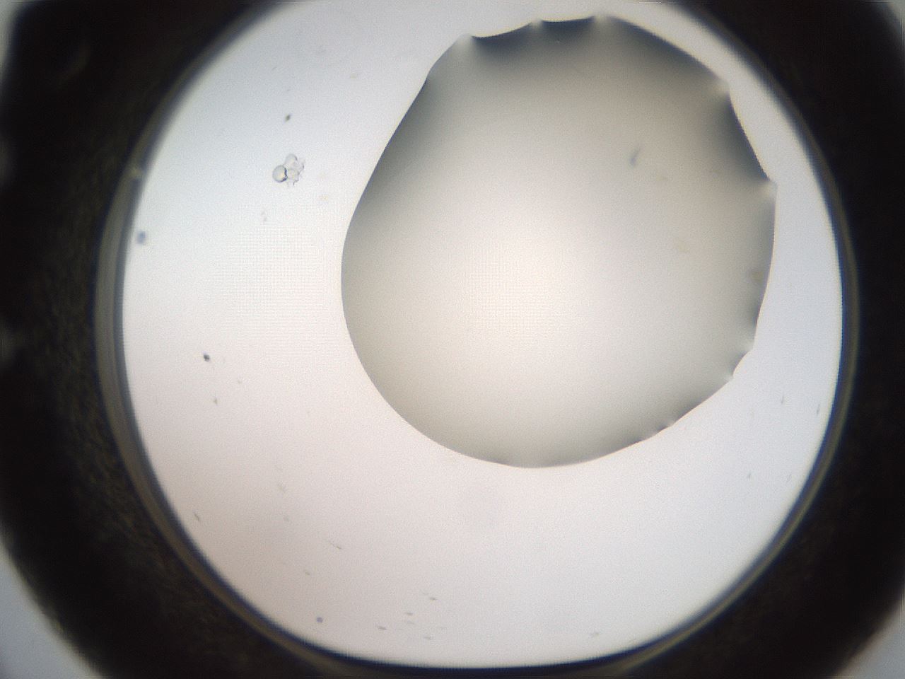 folderID565_plateID2565_batchID13019_wellNum57_profileID1_d1_r195041_ef.jpg