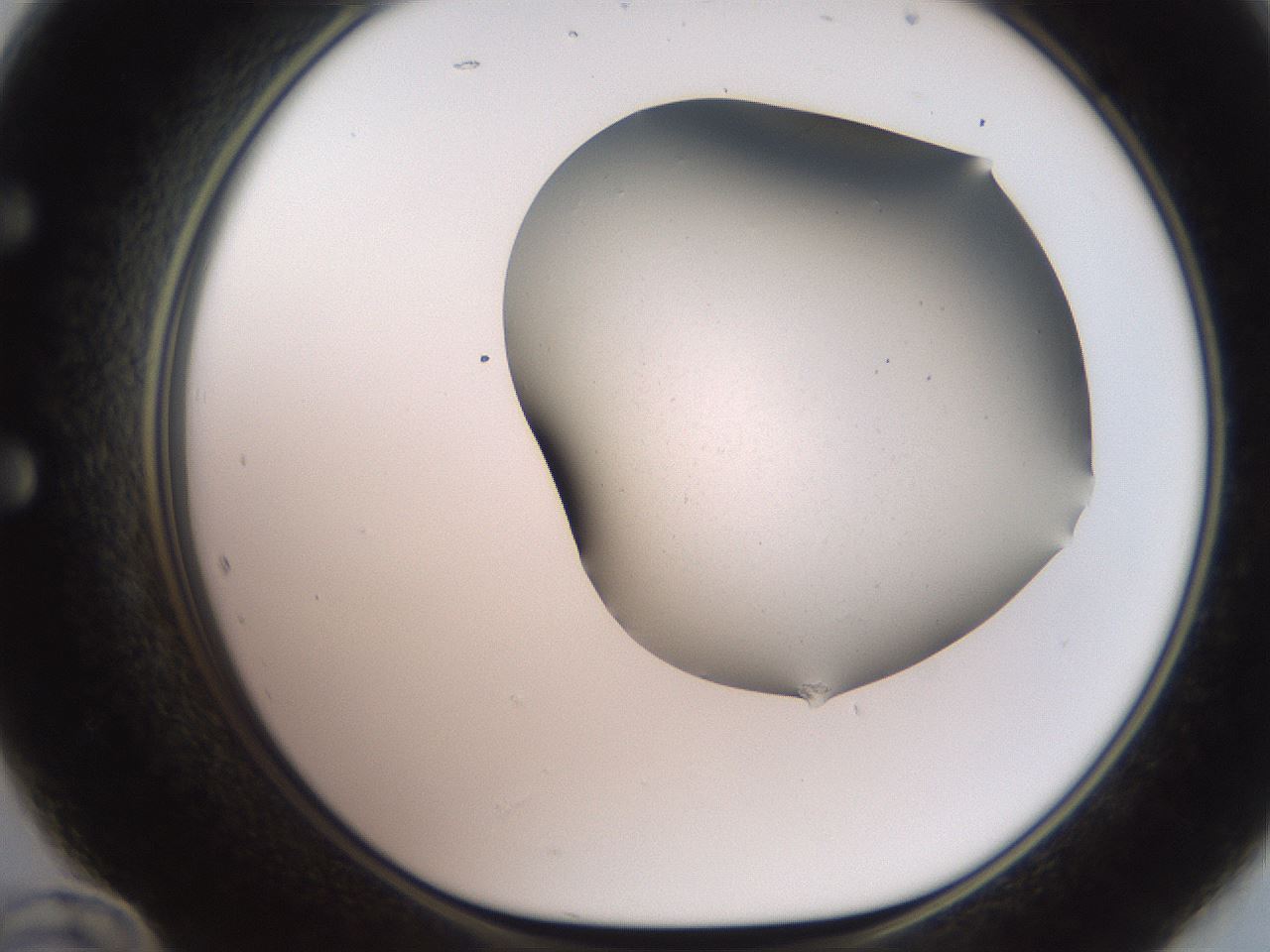 folderID565_plateID2565_batchID13019_wellNum60_profileID1_d1_r195044_ef.jpg