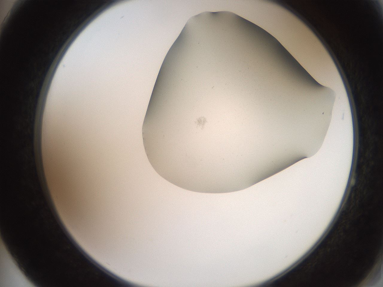 folderID565_plateID2565_batchID13019_wellNum64_profileID1_d2_r195912_ef.jpg