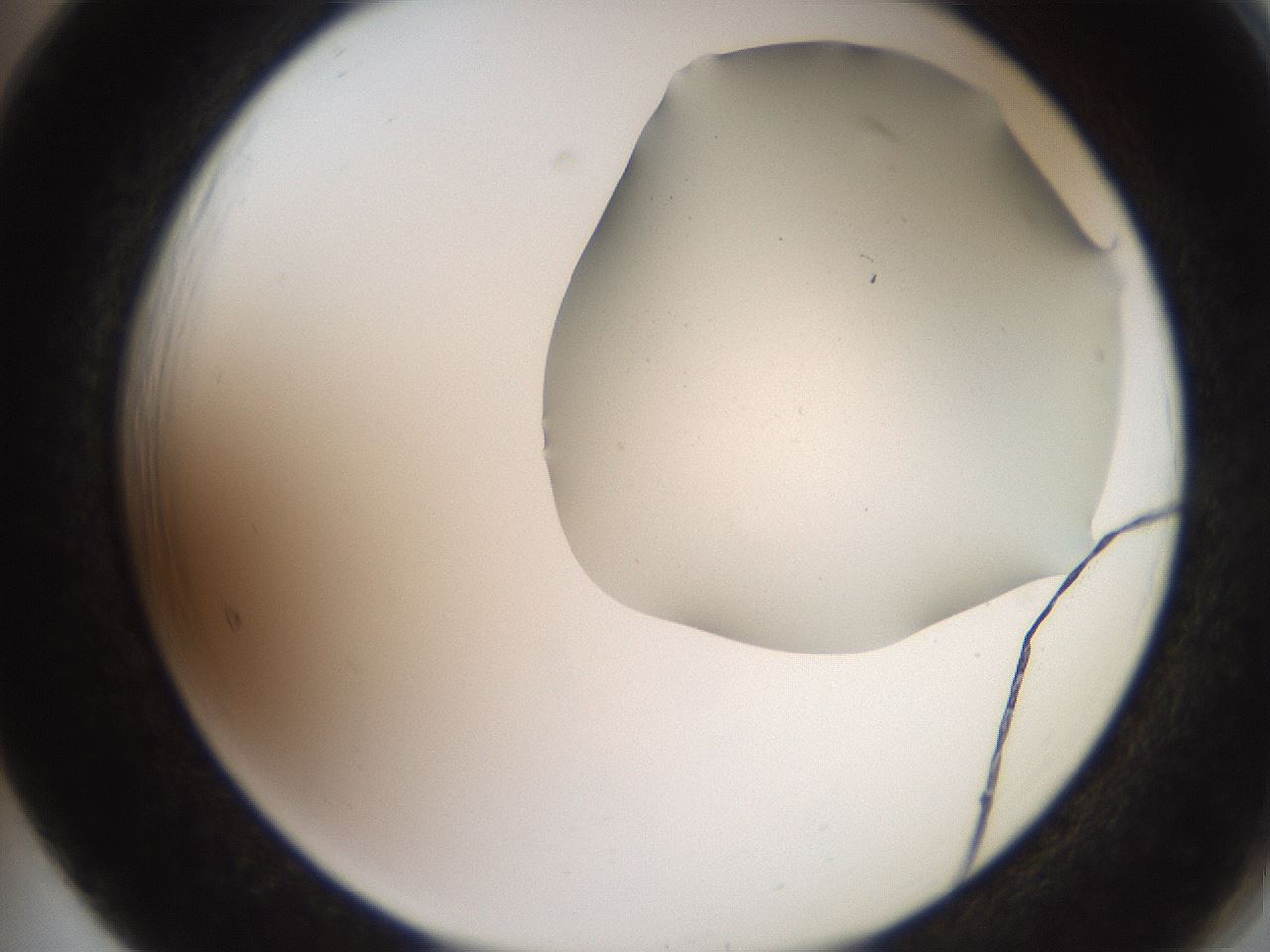 folderID565_plateID2565_batchID13019_wellNum65_profileID1_d2_r195913_ef.jpg
