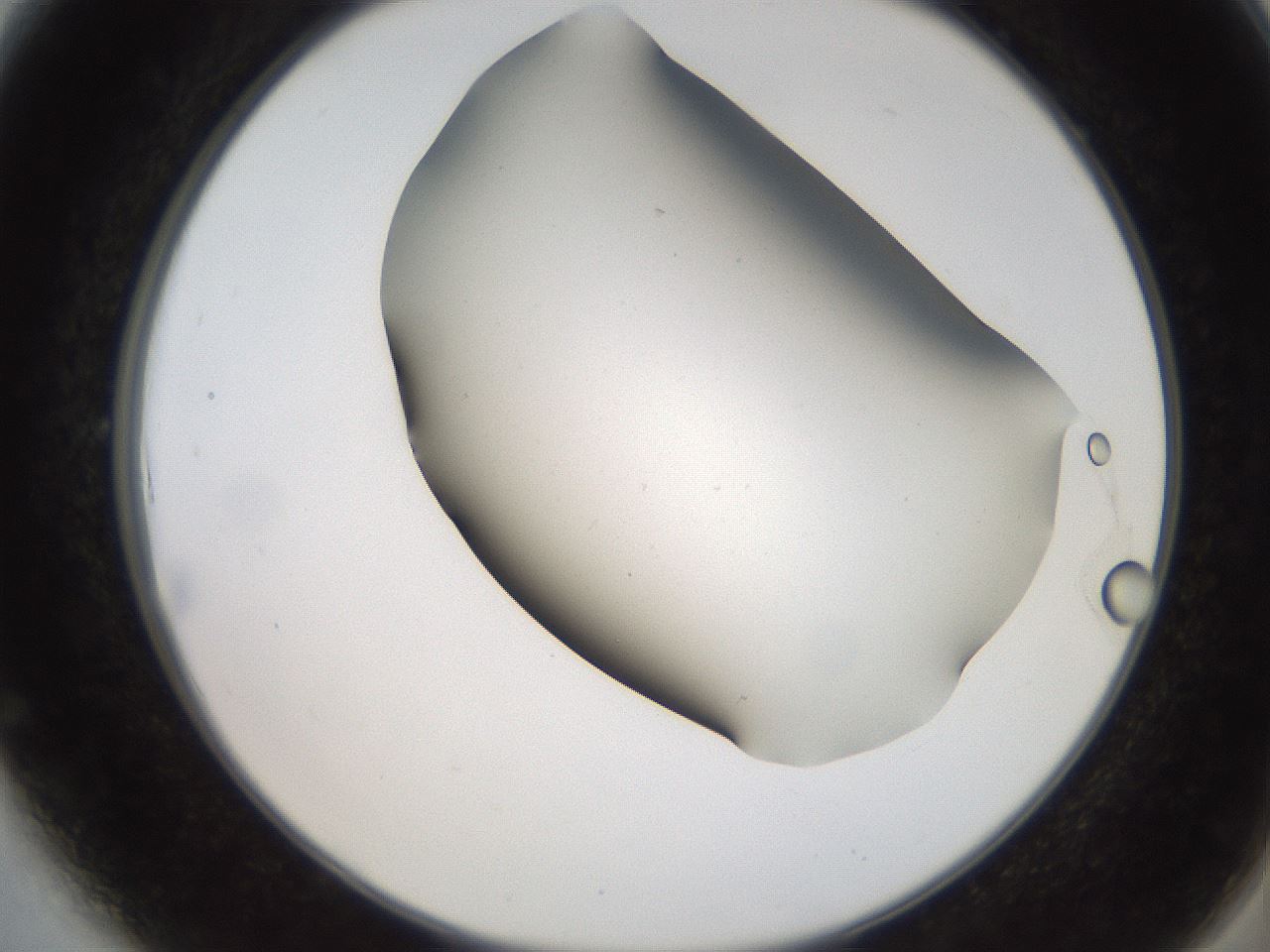 folderID565_plateID2565_batchID13019_wellNum6_profileID1_d2_r195854_ef.jpg
