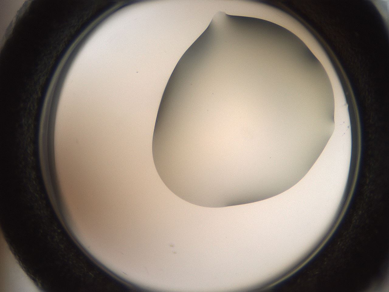 folderID565_plateID2565_batchID13019_wellNum73_profileID1_d2_r195921_ef.jpg