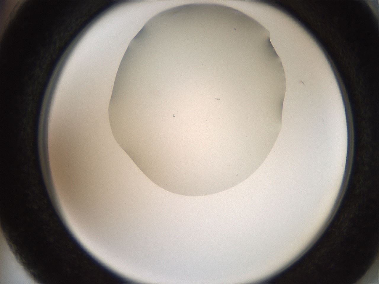 folderID565_plateID2565_batchID13019_wellNum74_profileID1_d2_r195922_ef.jpg