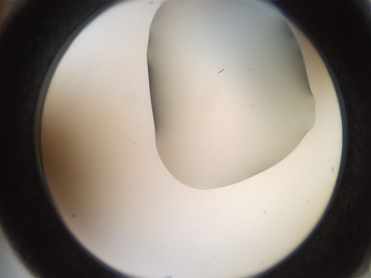 folderID565_plateID2565_batchID13019_wellNum76_profileID1_d2_r195924_ef.jpg