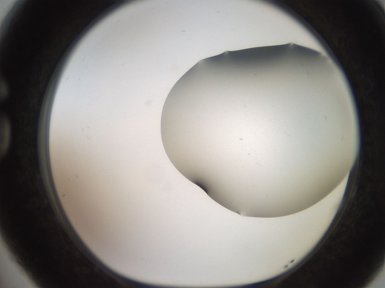 folderID565_plateID2565_batchID13019_wellNum77_profileID1_d1_r195061_ef.jpg