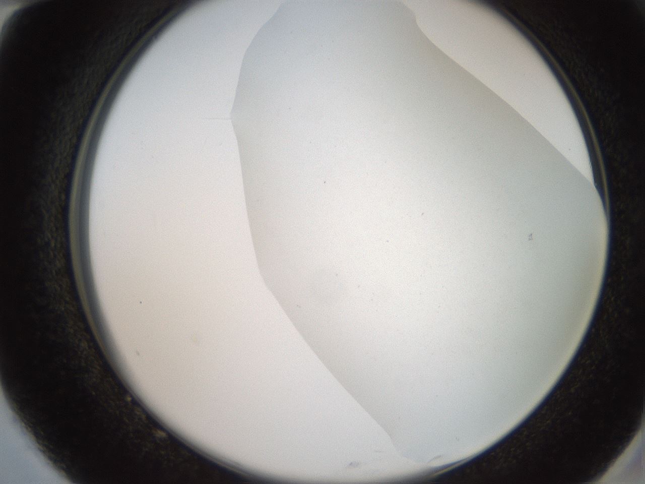 folderID565_plateID2565_batchID13019_wellNum82_profileID1_d2_r195930_ef.jpg
