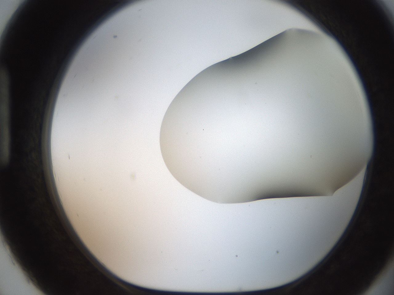 folderID565_plateID2565_batchID13019_wellNum93_profileID1_d1_r195077_ef.jpg