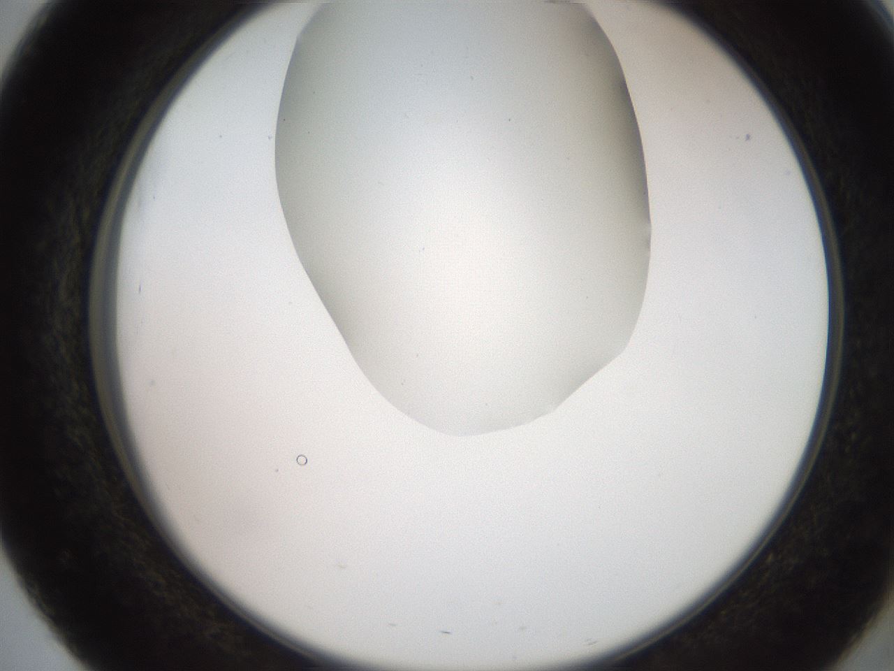 folderID565_plateID2565_batchID13019_wellNum51_profileID1_d2_r195899_ef.jpg