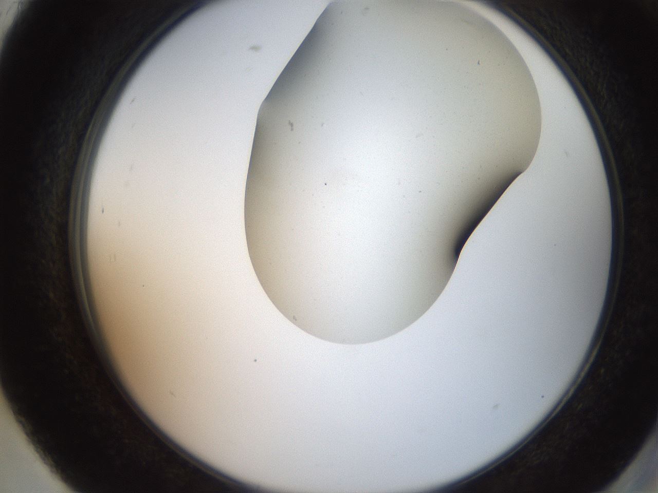 folderID565_plateID2565_batchID13019_wellNum93_profileID1_d2_r195941_ef.jpg