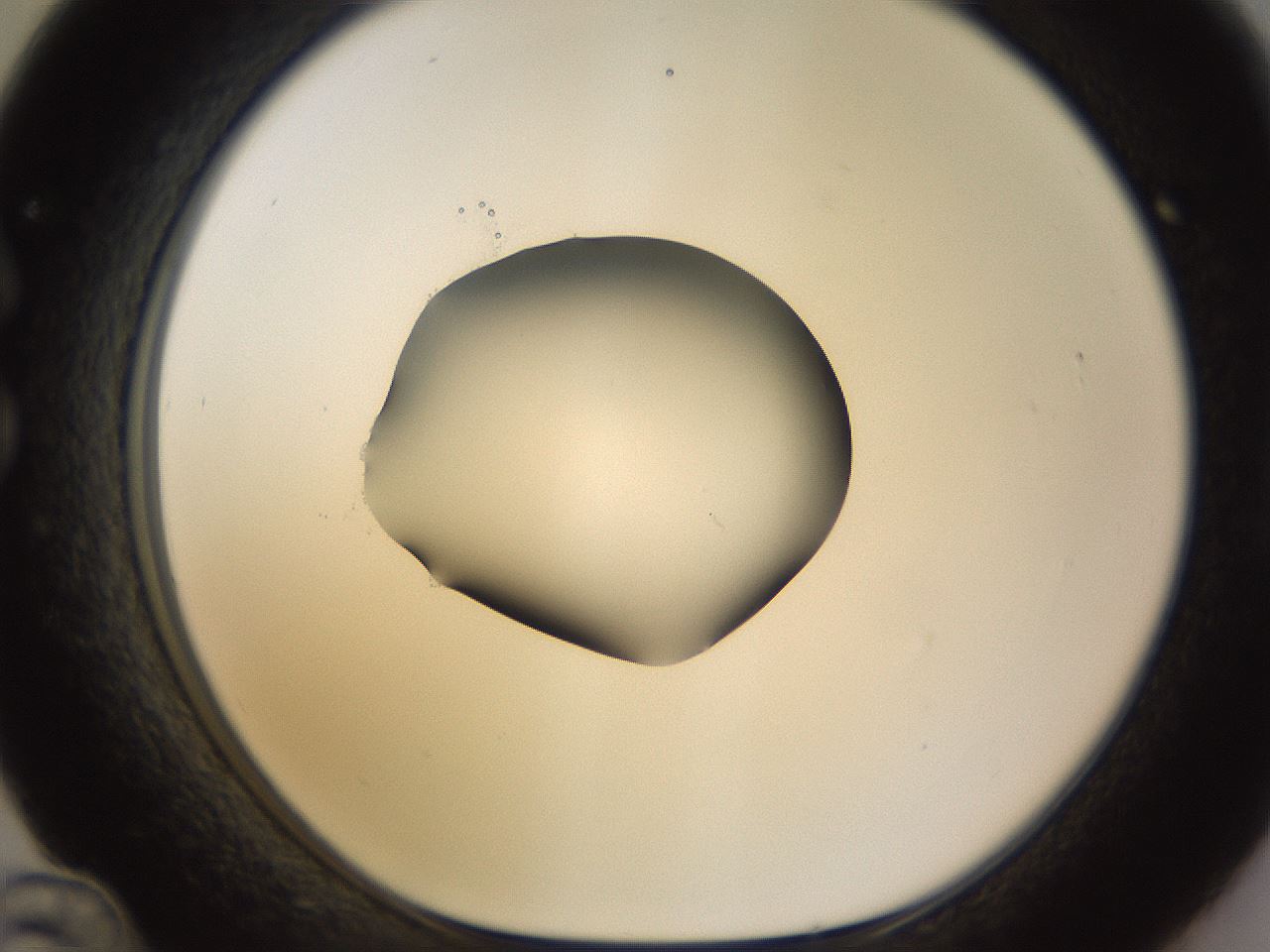 folderID566_plateID1566_batchID6313_wellNum36_profileID1_d1_r102263_ef.jpg