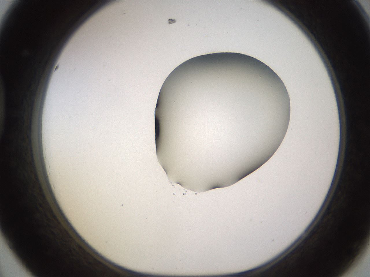 folderID566_plateID1566_batchID6313_wellNum44_profileID1_d1_r102271_ef.jpg