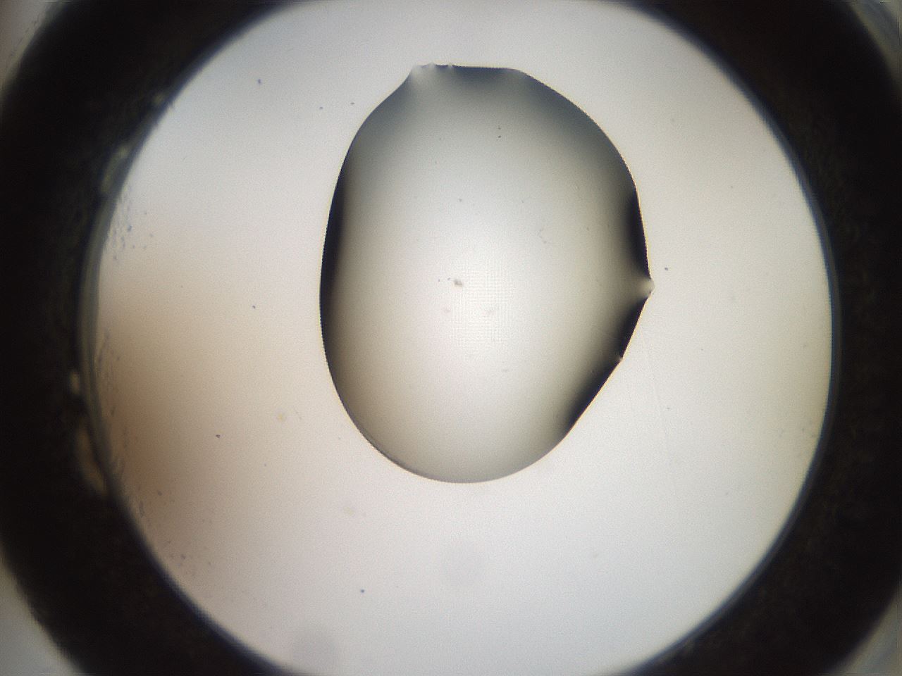 folderID561_plateID2561_batchID12867_wellNum87_profileID1_d2_r195830_ef.jpg