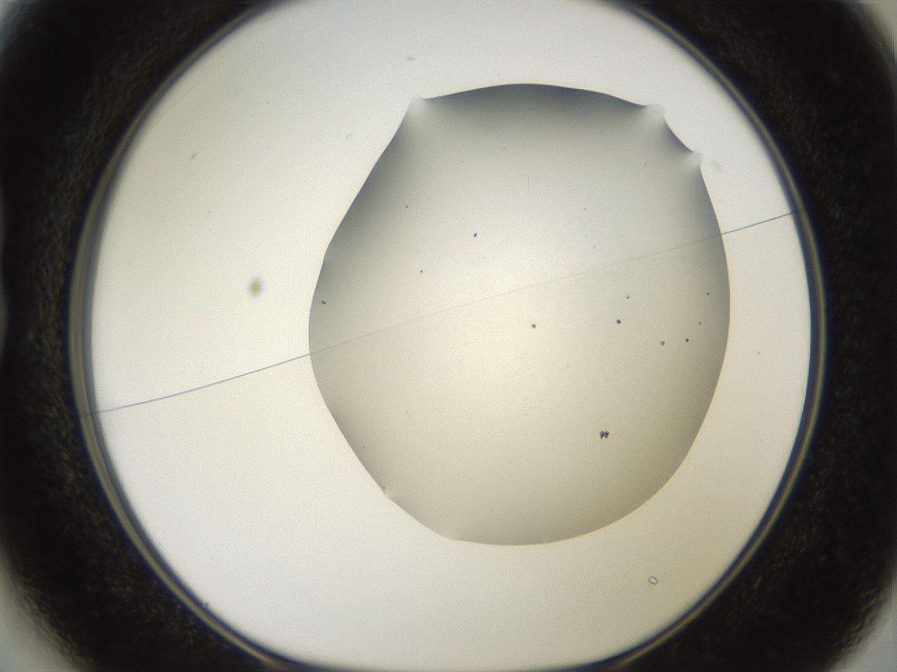 folderID562_plateID2562_batchID12850_wellNum13_profileID1_d1_r195105_ef.jpg