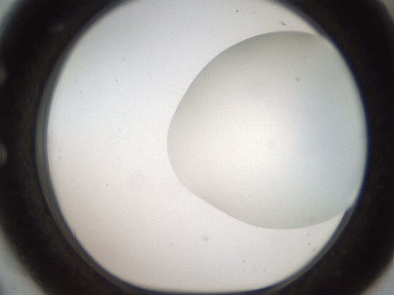 folderID564_plateID2564_batchID12853_wellNum54_profileID1_d1_r195422_ef.jpg