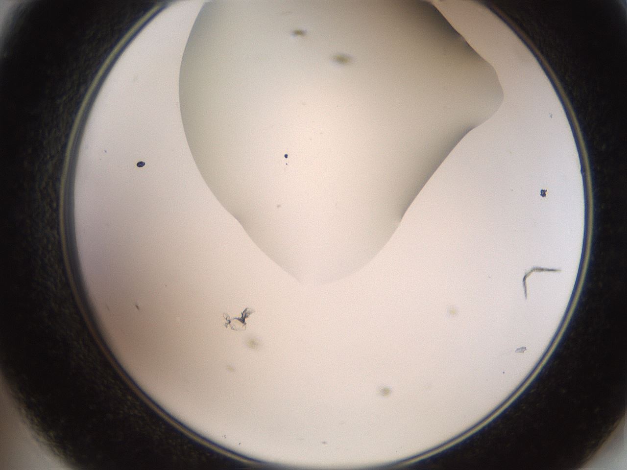 folderID565_plateID2565_batchID13019_wellNum47_profileID1_d2_r195895_ef.jpg