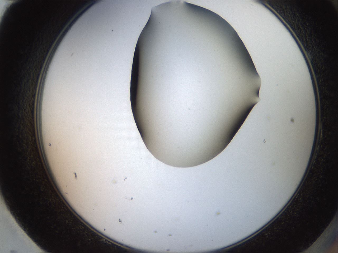 folderID565_plateID2565_batchID13019_wellNum95_profileID1_d2_r195943_ef.jpg