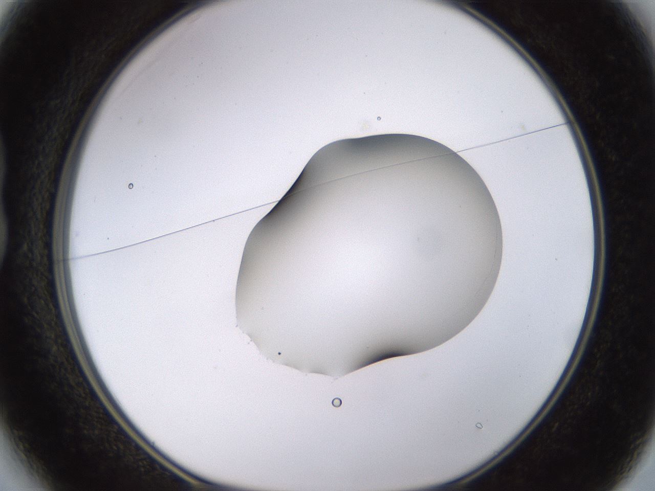 folderID566_plateID1566_batchID6313_wellNum13_profileID1_d1_r102240_ef.jpg