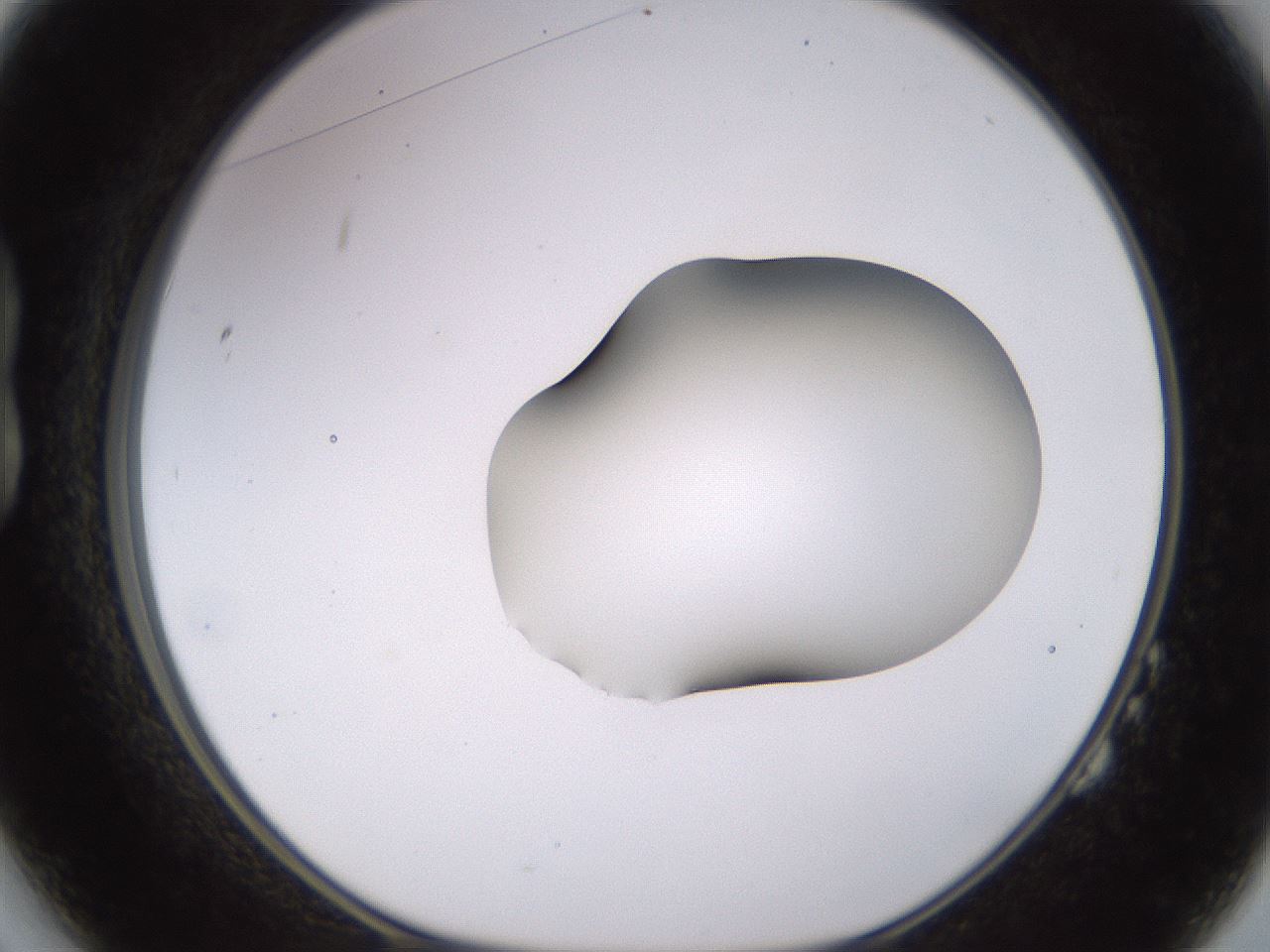 folderID566_plateID1566_batchID6313_wellNum14_profileID1_d1_r102241_ef.jpg