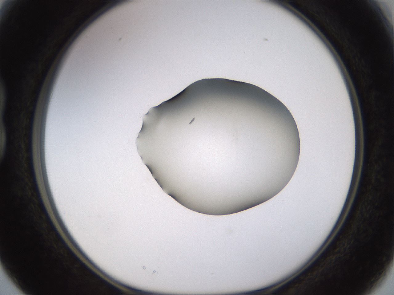 folderID566_plateID1566_batchID6313_wellNum15_profileID1_d1_r102242_ef.jpg