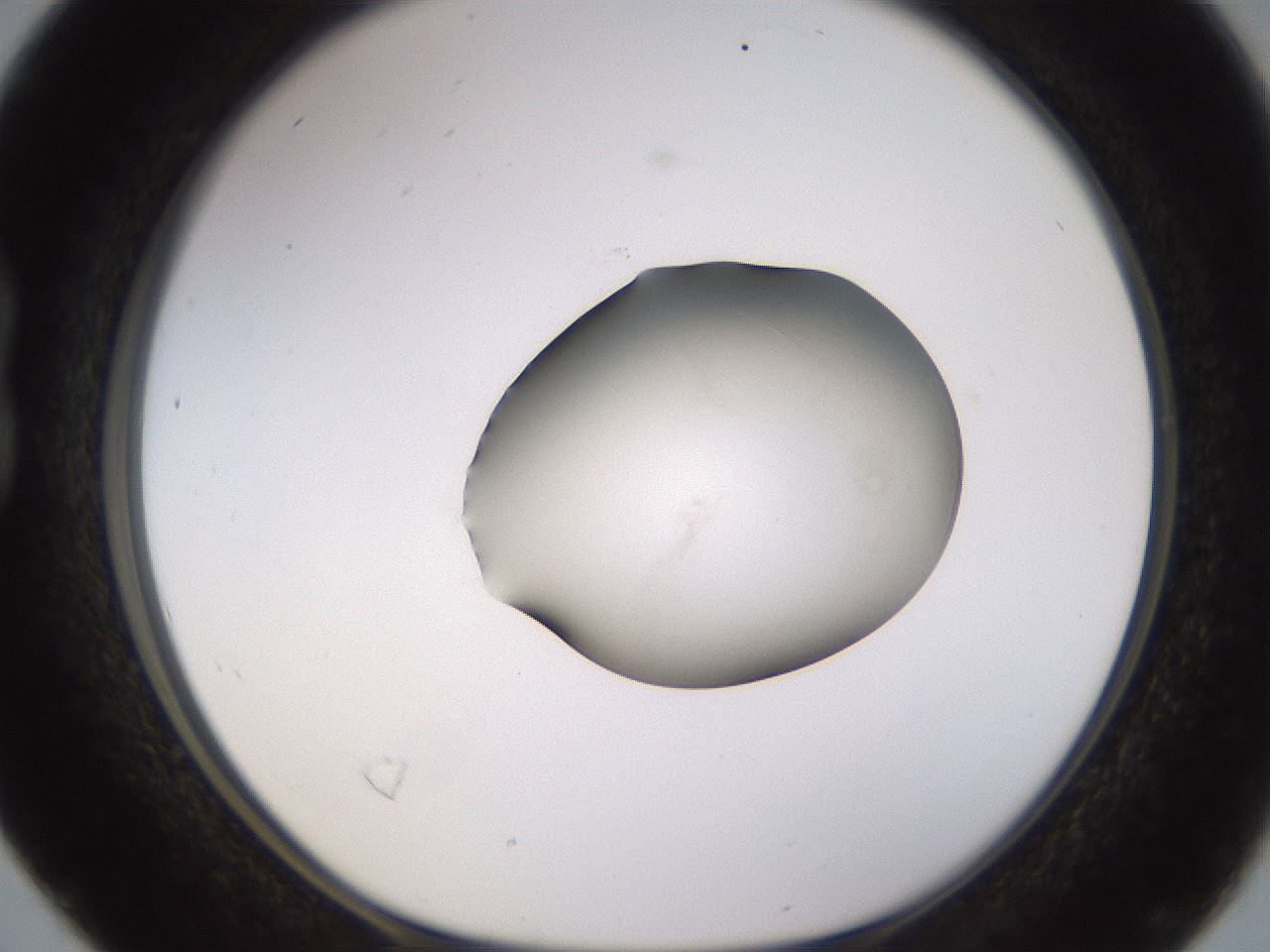 folderID566_plateID1566_batchID6313_wellNum16_profileID1_d1_r102243_ef.jpg