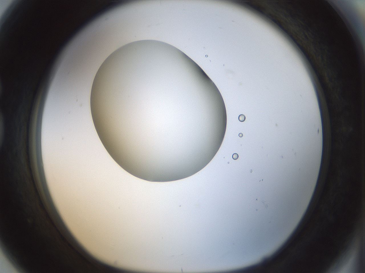 folderID154_plateID1154_batchID3121_wellNum80_profileID1_d1_r61051_ef.jpg