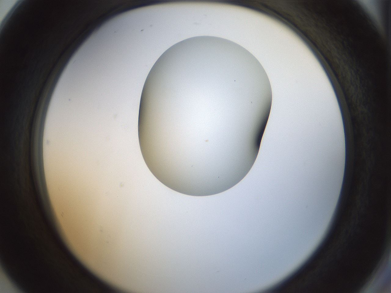folderID154_plateID1154_batchID3121_wellNum80_profileID1_d2_r61052_ef.jpg