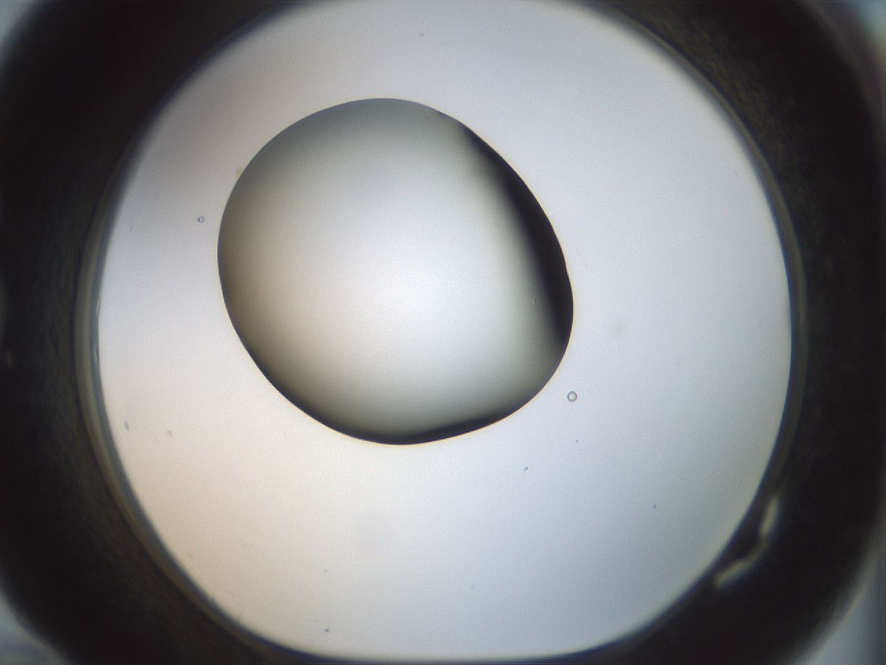 folderID154_plateID1154_batchID3121_wellNum82_profileID1_d1_r61055_ef.jpg
