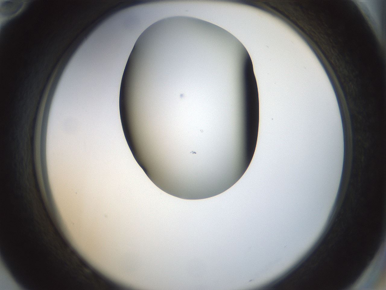 folderID154_plateID1154_batchID3121_wellNum82_profileID1_d2_r61056_ef.jpg