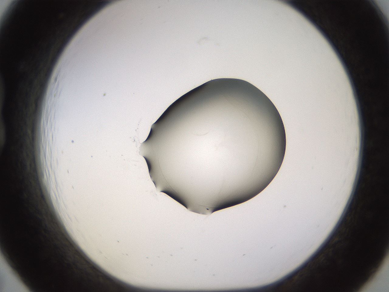folderID566_plateID1566_batchID6313_wellNum19_profileID1_d1_r102246_ef.jpg