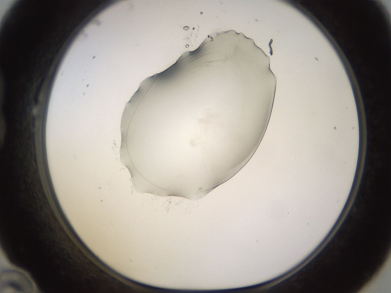 folderID566_plateID1566_batchID6313_wellNum22_profileID1_d1_r102249_ef.jpg