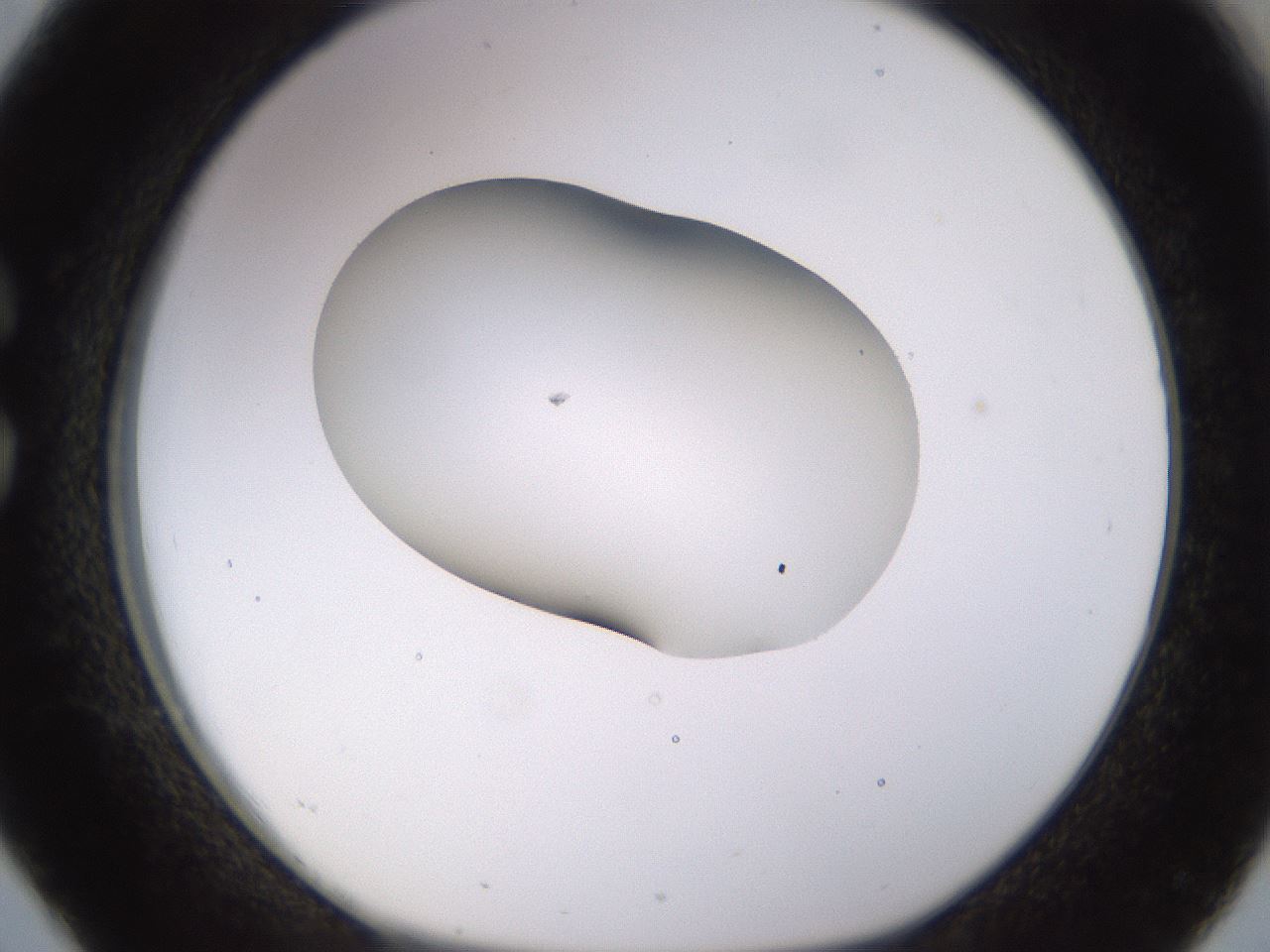 folderID566_plateID1566_batchID6313_wellNum26_profileID1_d1_r102253_ef.jpg