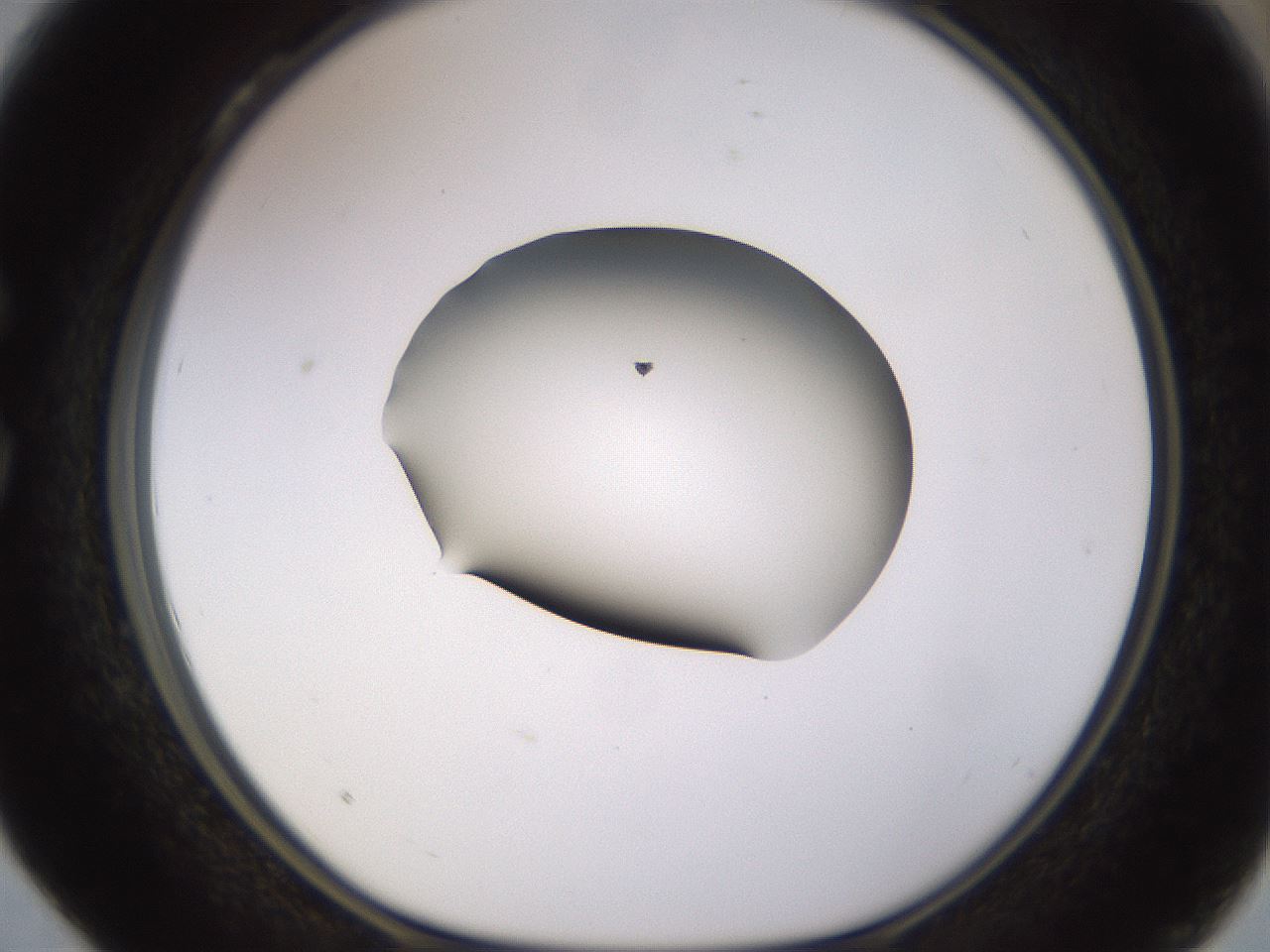 folderID566_plateID1566_batchID6313_wellNum28_profileID1_d1_r102255_ef.jpg