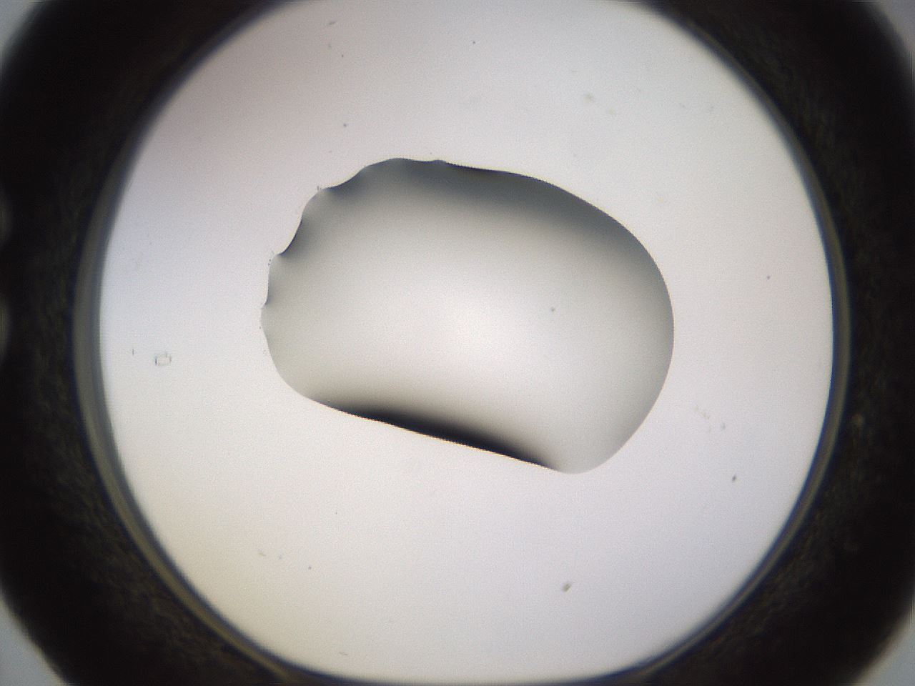 folderID566_plateID1566_batchID6313_wellNum29_profileID1_d1_r102256_ef.jpg
