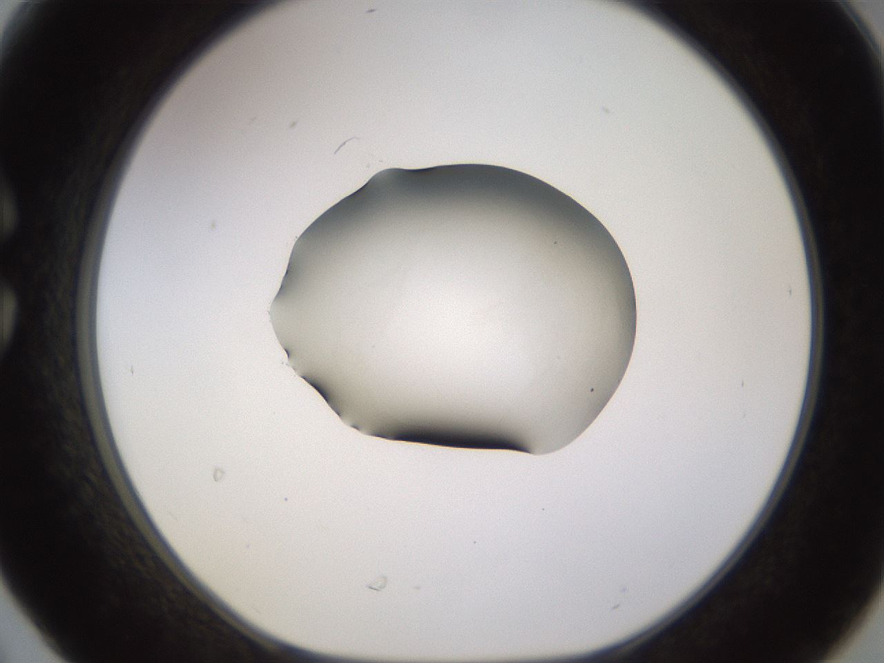 folderID566_plateID1566_batchID6313_wellNum30_profileID1_d1_r102257_ef.jpg