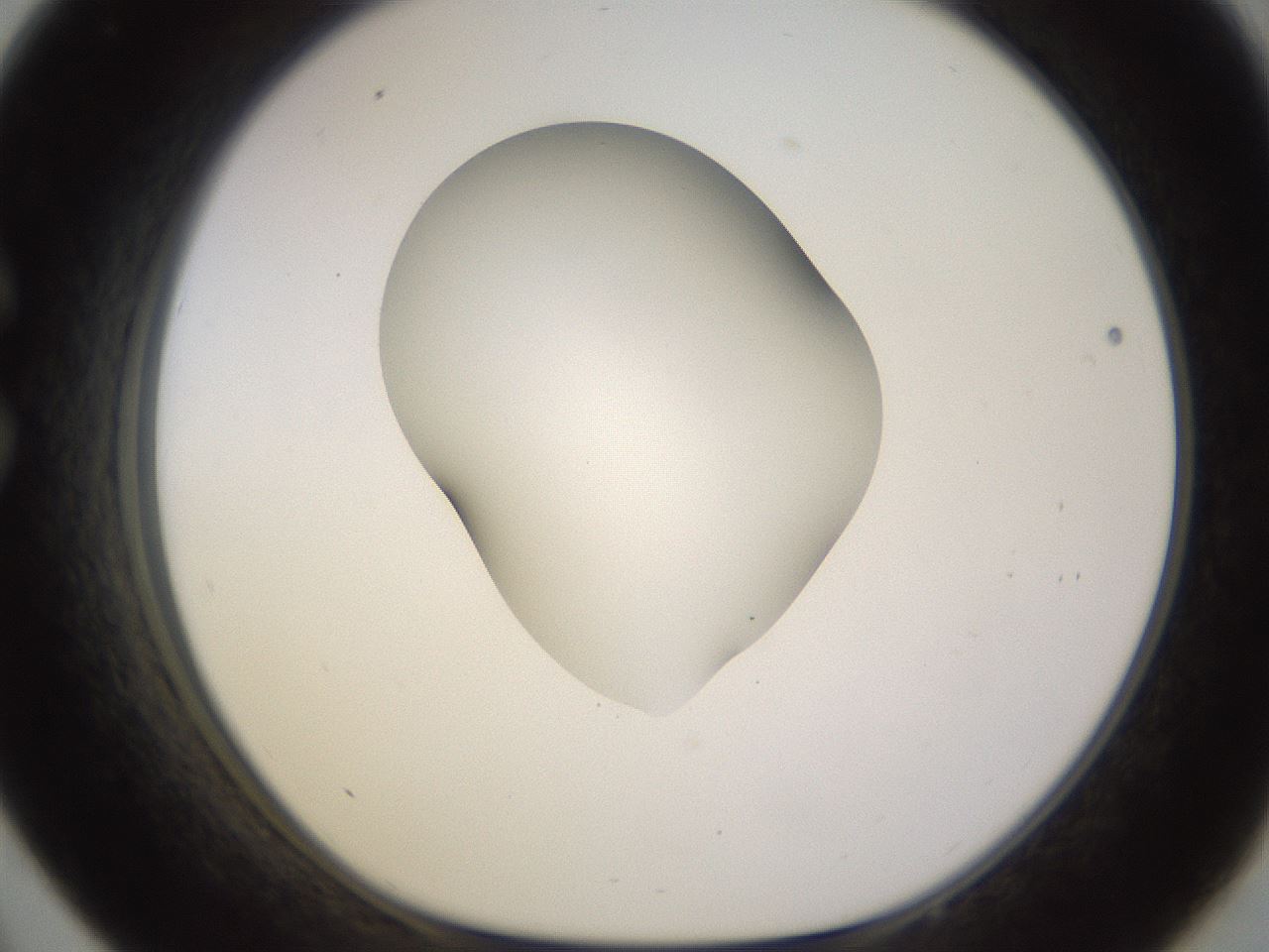 folderID566_plateID1566_batchID6313_wellNum33_profileID1_d1_r102260_ef.jpg