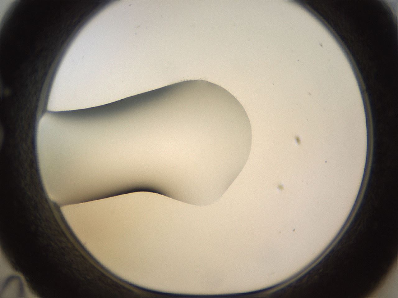 folderID566_plateID1566_batchID6313_wellNum35_profileID1_d1_r102262_ef.jpg