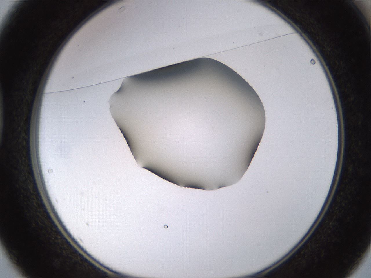 folderID566_plateID1566_batchID6313_wellNum37_profileID1_d1_r102264_ef.jpg