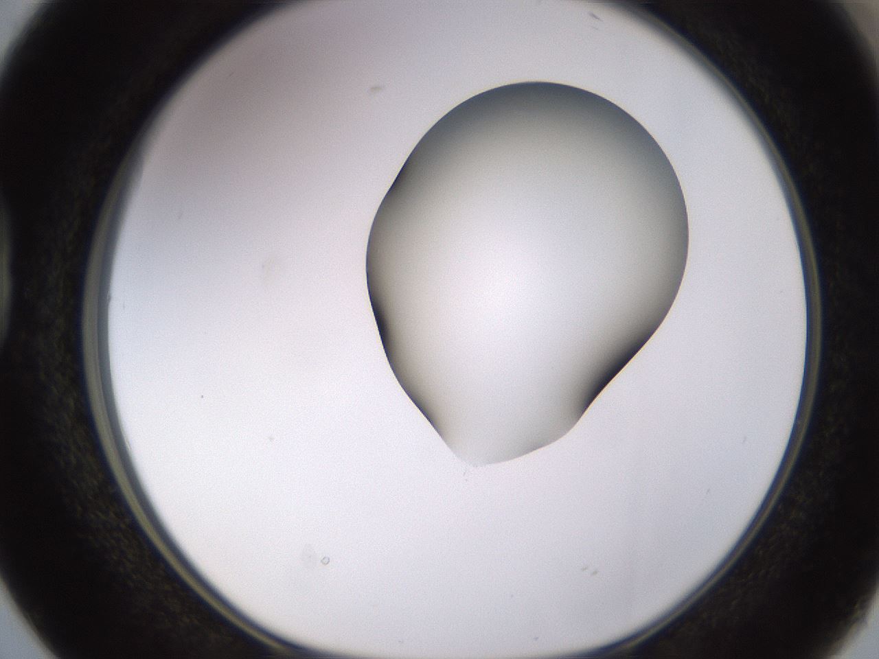 folderID566_plateID1566_batchID6313_wellNum38_profileID1_d1_r102265_ef.jpg