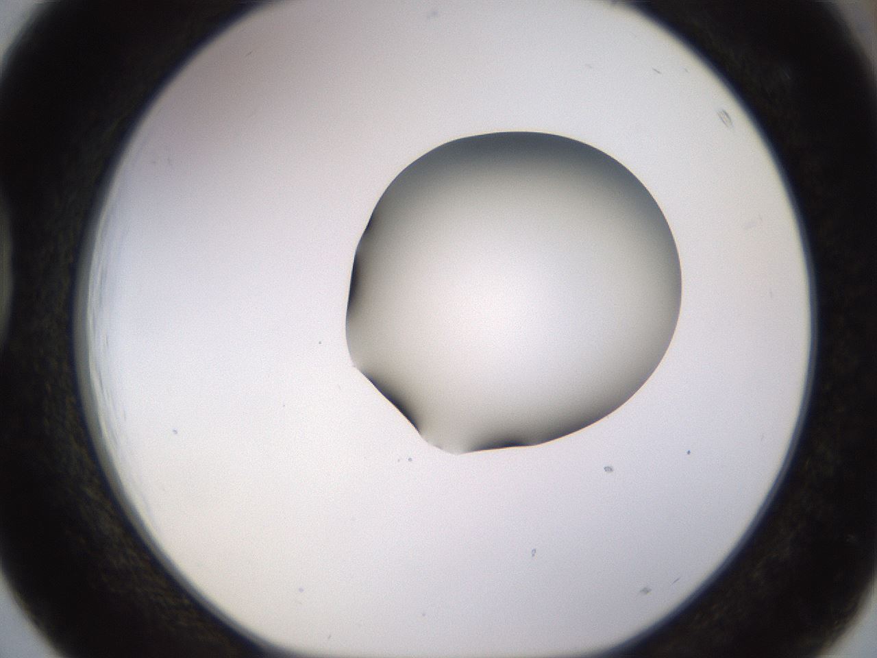 folderID566_plateID1566_batchID6313_wellNum39_profileID1_d1_r102266_ef.jpg