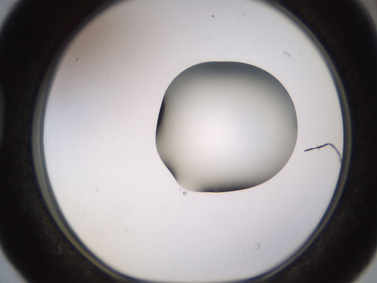 folderID566_plateID1566_batchID6313_wellNum40_profileID1_d1_r102267_ef.jpg